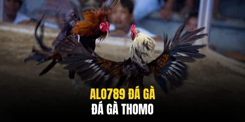 Thomo là thánh địa của giới kê thủ trên toàn thế giới